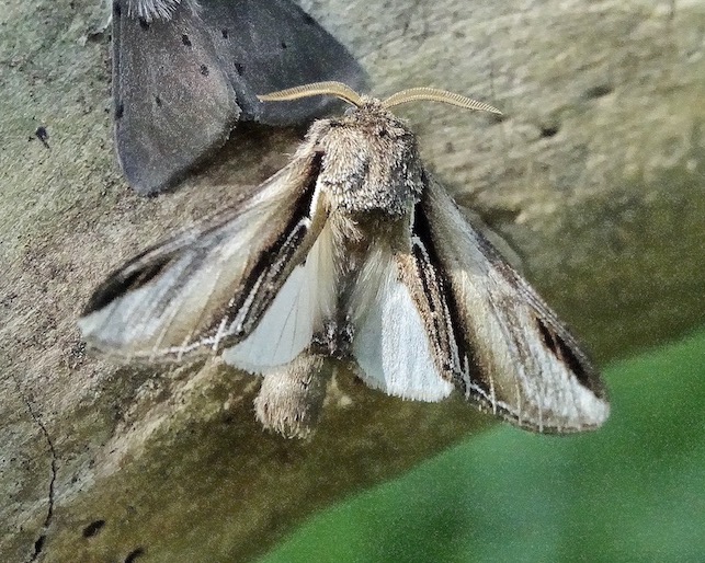 swallow prominent